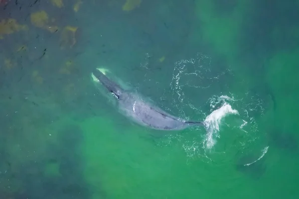 Baleia cinzenta em mar raso. Baleia — Fotografia de Stock