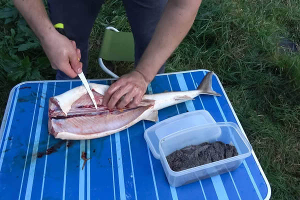 cutting sturgeon and get black caviar. Black caviar