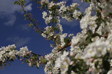 Elma Ağaçlarında bloom, elma ağacı, mavi gökyüzü, beyaz çiçekler, başlangıç, bahar, yaz, eşiğinde elma ağaçları çiçek açan, bahar kokusu geliyor, her şey çiçek açan, yeşillik