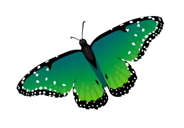 Vícebarevná Motýl Srdíčky Křídlech Izolované Vektorové Ilustrace Bílém Pozadí Darkgreen — Stockový vektor