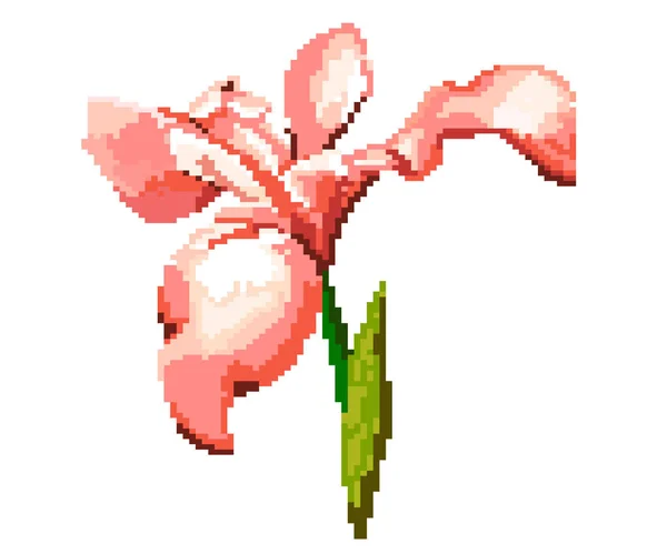 Íris sobre um fundo branco. Pixel ilustração da flor . — Vetor de Stock