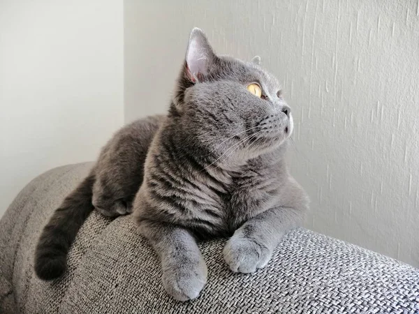 Британская короткошерстная кошка сидит на диване и смотрит в сторону — стоковое фото
