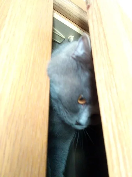 Британская короткошерстная кошка сидит в шкафу — стоковое фото