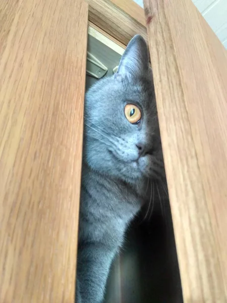 Британская короткошерстная кошка сидит в шкафу — стоковое фото