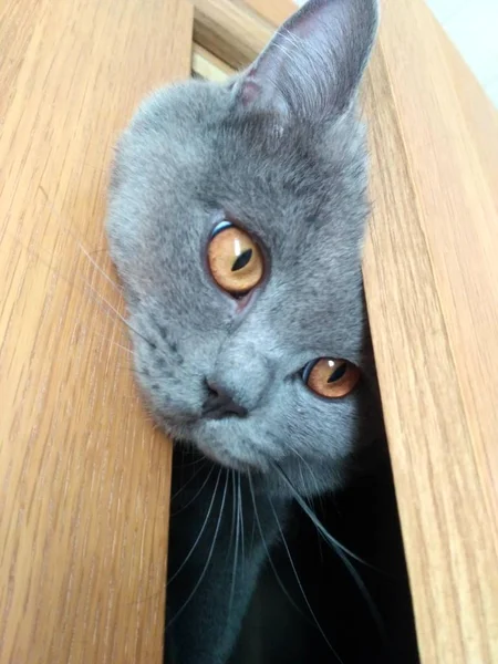 英国短发猫坐在衣柜里 — 图库照片
