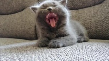 Ev gri İngiliz yavru kedi şaşkın video üzerinde bu kanepe