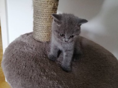 İngiliz Kısa Saç kedicik pençe bileyici üzerinde oturan ve uzağa bakıyor