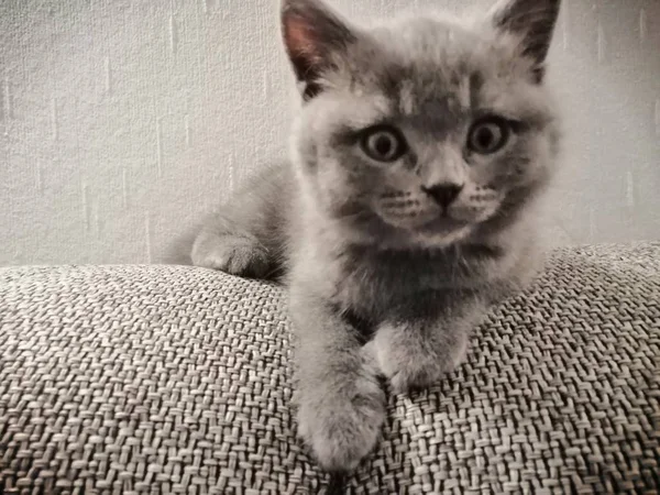 Británico pelo corto gatito acostado en sofá y mirando a la derecha —  Fotos de Stock