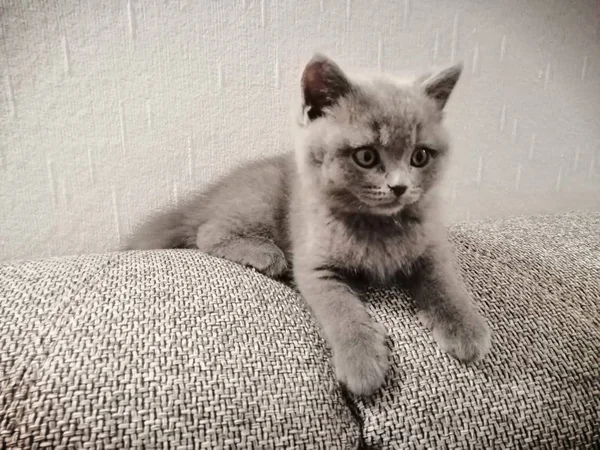 Británico pelo corto gatito acostado en sofá y buscando en algún lugar — Foto de Stock