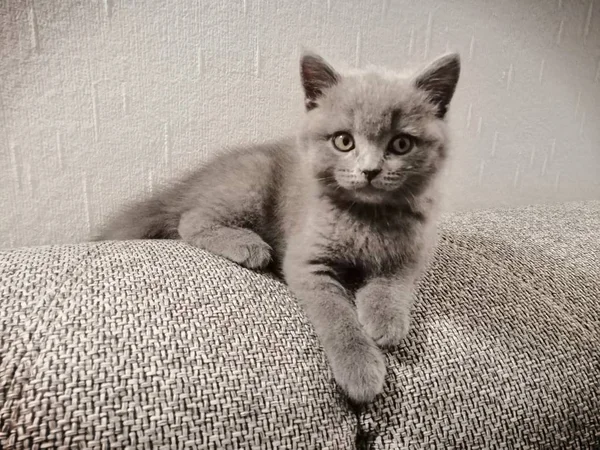 Británico pelo corto gatito acostado en sofá y mirando a la derecha —  Fotos de Stock