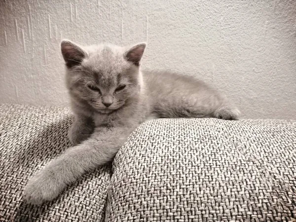 Británico pelo corto gatito acostado en sofá y buscando en algún lugar entrecerrar los ojos —  Fotos de Stock