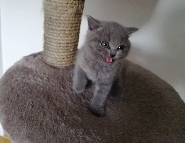 Britânico Short Hair kitty sentado no afiador de garras e gritando . — Fotografia de Stock
