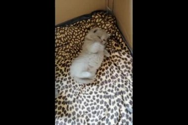 Yalancı kedi yavrusu ayağa kalkmaya çalışıyor. Bir İngiliz kedisi. kedi yavaş çekim videosu.
