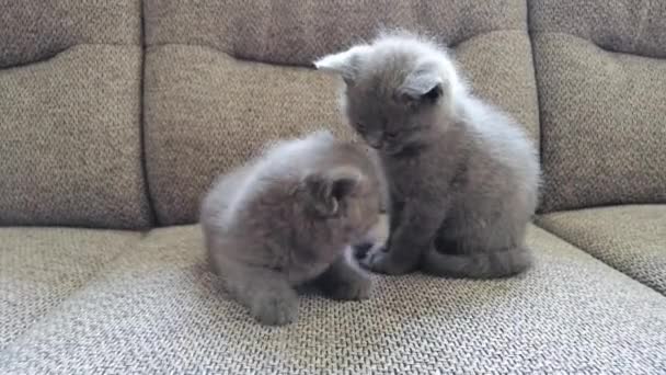 Dois gatinhos sentados no sofá. Gatinhos tabby engraçados — Vídeo de Stock