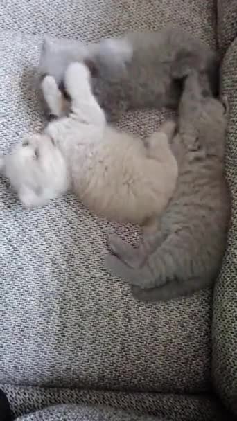 Three british kittens playing on sofa. Funny tabby kittens — ストック動画