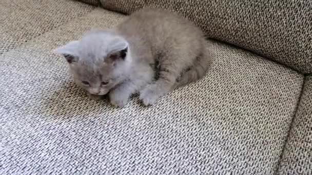 Un gatito sentado en el sofá. Divertido gatito tabby — Vídeo de stock