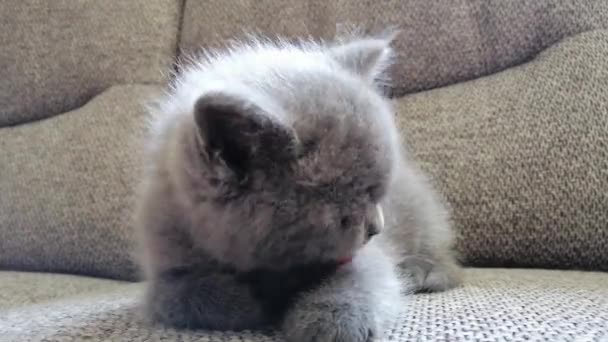 一只小猫坐在沙发上。 有趣的胖胖的猫咪 — 图库视频影像