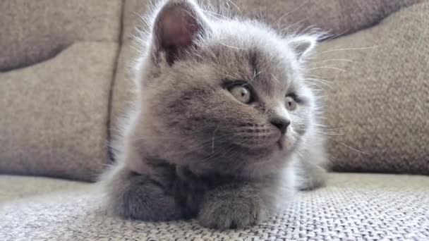 En kisse i soffan. Rolig tabby kitty — Stockvideo