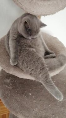 İskoç heteroseksüel küçük kedicik kendini yıkıyor ve yalıyor.