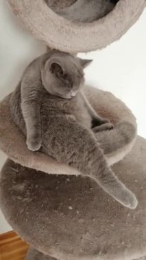 İskoç heteroseksüel küçük kedicik kendini yıkıyor ve yalıyor.