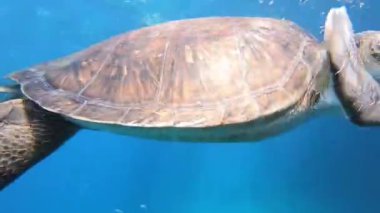 Yüzen deniz kaplumbağası. Derin mavi denizde su altında yüzen deniz kaplumbağası..