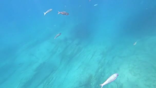 Paisagem Peixes Debaixo Água Mergulho Mar Ilhas Canárias — Vídeo de Stock