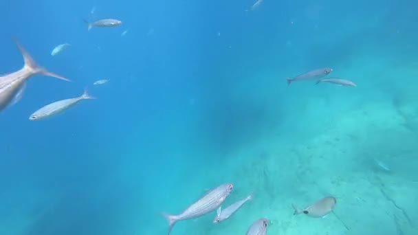 Paisaje Peces Bajo Agua Buceo Marítimo Islas Canarias — Vídeos de Stock