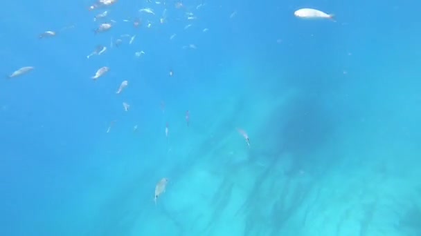 Una Enorme Escuela Peces Los Peces Tropicales Nadan Agua Azul — Vídeo de stock