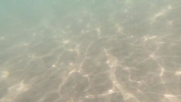 Lumière du soleil à travers les poissons sous-marins et tropicaux. Pays-Bas .