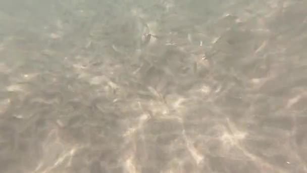 Lumière du soleil à travers les poissons sous-marins et tropicaux. Pays-Bas .