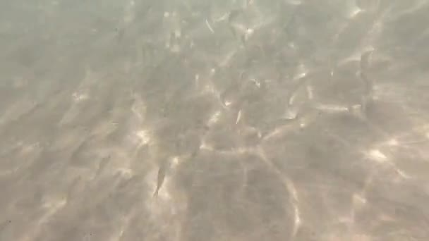 Zonlicht Door Onderwater Tropische Vissen Canarische Eilanden — Stockvideo