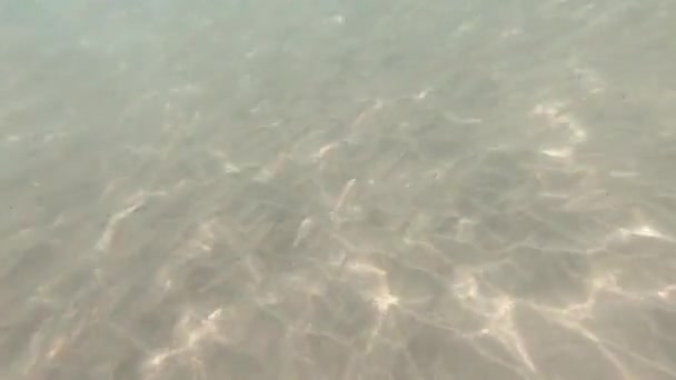 Sonnenlicht Durch Unterwasser Und Tropische Fische Kanarische Inseln — Stockvideo