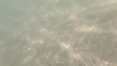 Güneş ışığı sualtında ve tropik balıklarda. Kanarya Adaları.