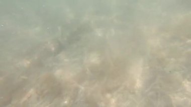 Güneş ışığı sualtında ve tropik balıklarda. Kanarya Adaları.