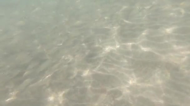 Сонячне Світло Проходить Через Підводну Тропічну Риби Канарські Острови — стокове відео