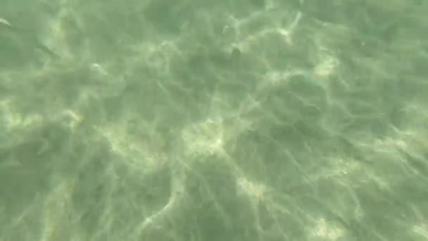 Lumière du soleil à travers les poissons sous-marins et tropicaux. Pays-Bas .