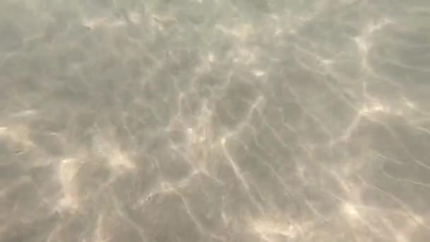 Lumière du soleil à travers les poissons sous-marins et tropicaux. Pays-Bas .