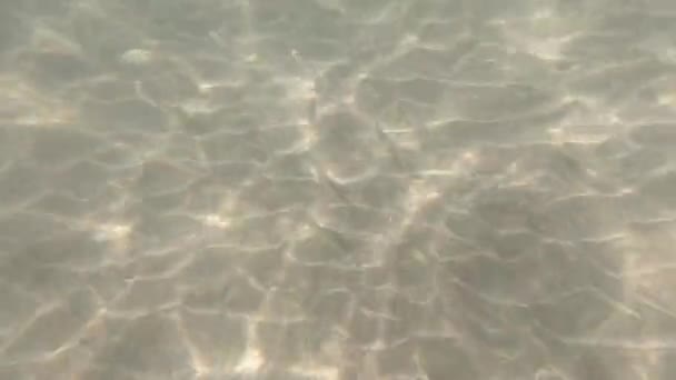 阳光穿过水下和热带鱼类 加那利群岛 — 图库视频影像