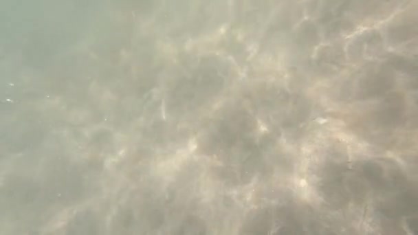 Lumière du soleil à travers les poissons sous-marins et tropicaux. Pays-Bas .