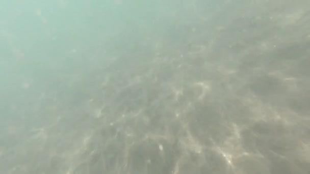 水中と熱帯魚を通して日光 カナリア諸島 — ストック動画