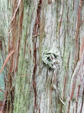 Yosun desenli renkli eski ahşabı kapat