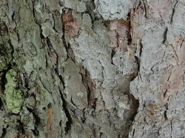 Gros Plan Vieux Bois Coloré Avec Motif Texturé Mousseux — Photo