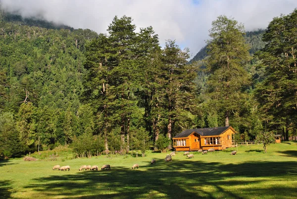 Isolated Wood Cabin by the forest, surrounded by sheep.