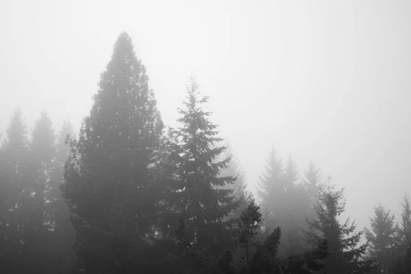 Forest in the fog / Different layers of trees into the mist with copy space for text