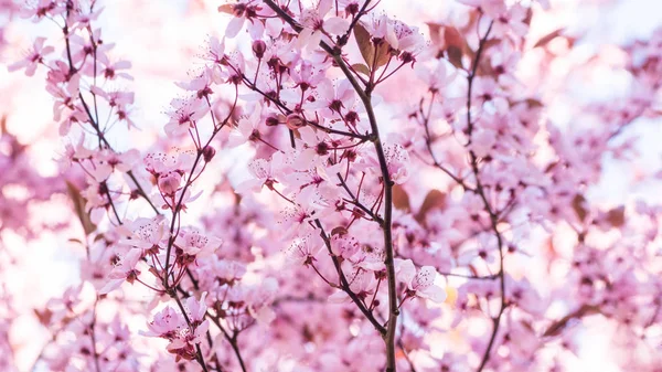 Beautiful spring cherry blossom. Branches full with pink delicate flowers with white sky on the background and soft light. Wide background image with copy space for text