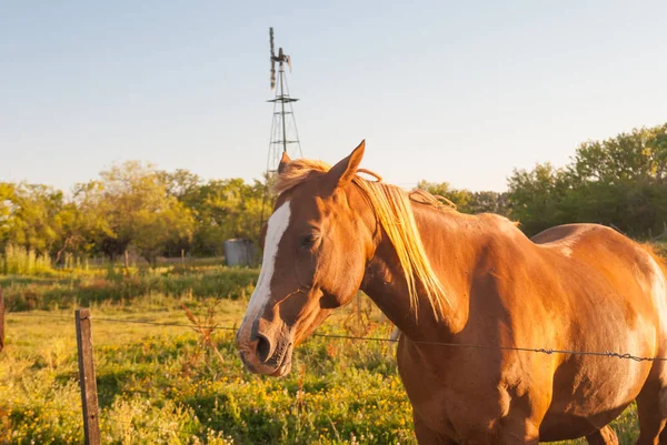 Beautiful natural close up of a standing horse in the field at sunset with glowing golden light on a summer day, with green grass and a windwill on the background with copy space