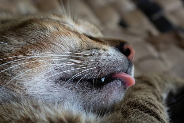 A domestic cat sleeping on mat with its tongue sticking out.