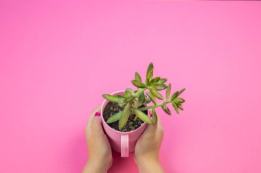 Bir kız bir pot ile bir kaktüs pembe bir arka plan üzerinde tutuyor. Pastel renkler. Sevgililer günü.