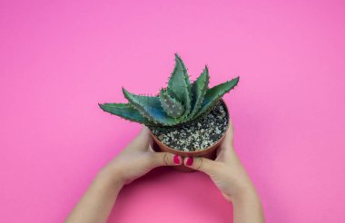 Bir kız bir pot ile bir kaktüs pembe bir arka plan üzerinde tutuyor. Pastel renkler. Sevgililer günü.