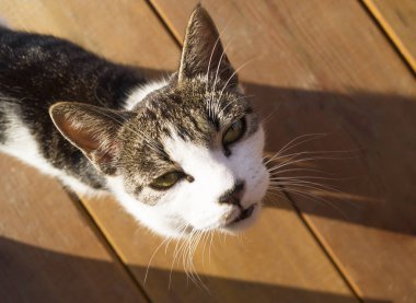Küçük bir tekir kedi ahşap kurullarında oturuyor. Belgili tanımlık yavru kedi dışarı uzatılmış yatıyor. Ayak pençeleri olan. Dört-uzun bacaklı a evde beslenen hayvan.